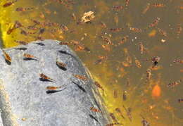 Image of Banded bream