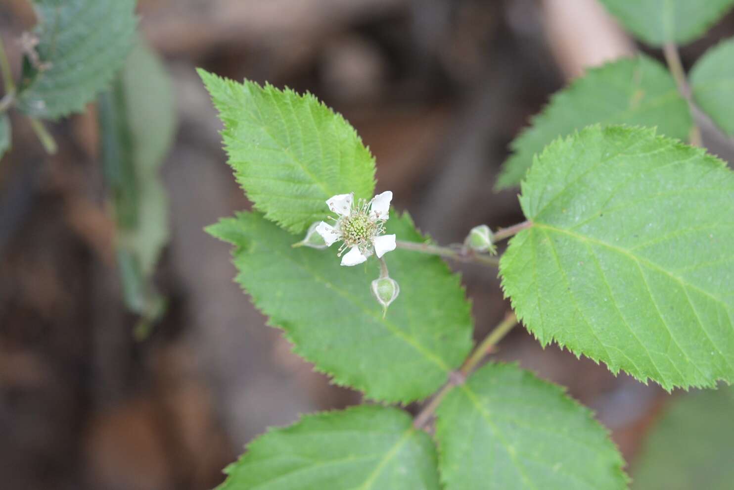 Image of Rubus adenotrichos Schltdl.