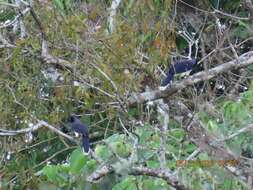 Image of Black-chested Jay