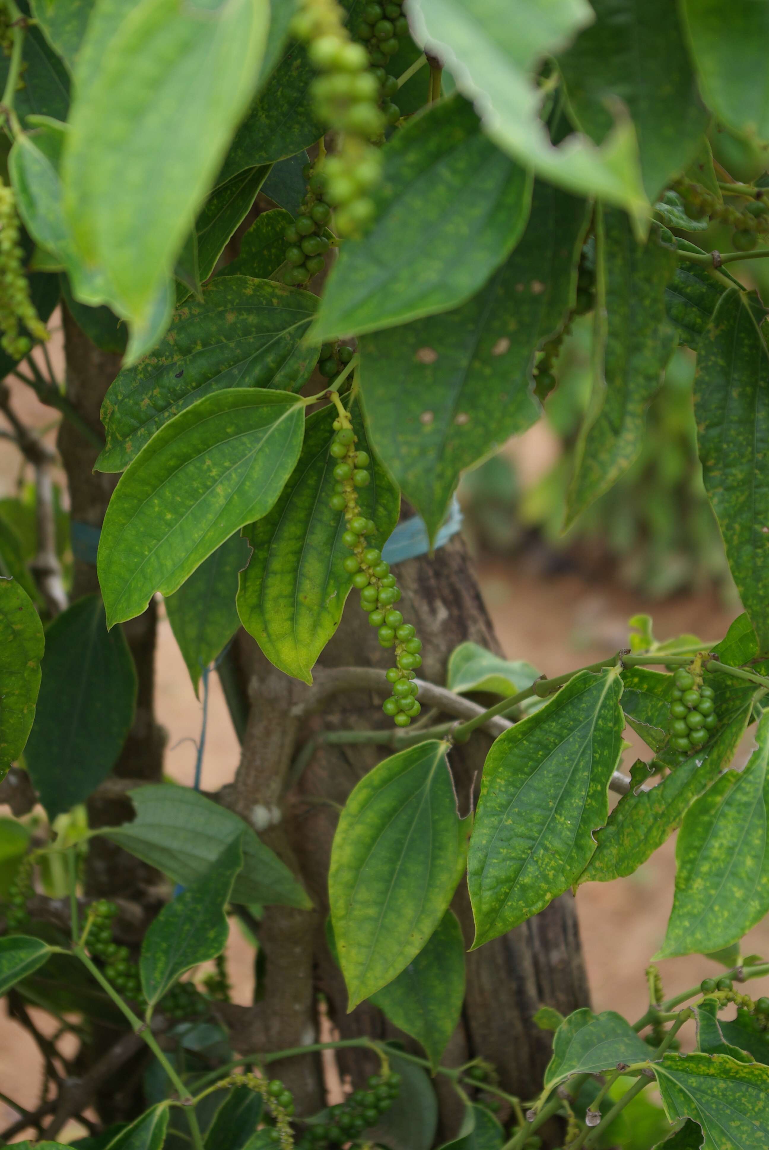 Image of black pepper