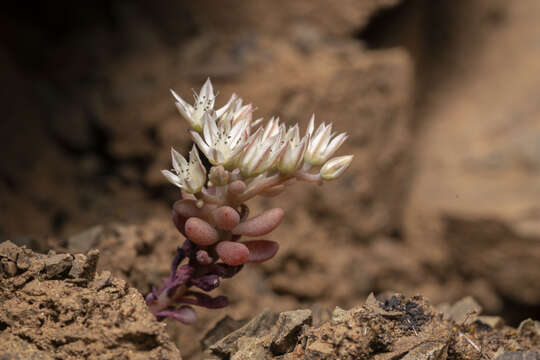 Image of Sedum eriocarpum subsp. caricum (Carlström) H. 't Hart