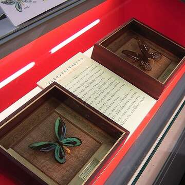 Слика од Ornithoptera alexandrae (Rothschild 1907)