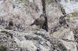 Image of Peruvian Seaside Cinclodes