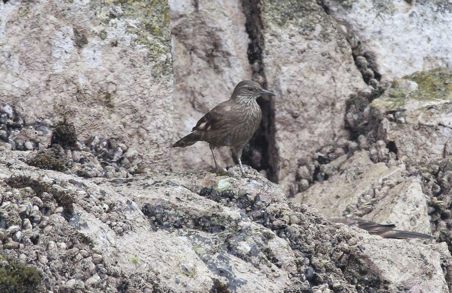 Image of Peruvian Seaside Cinclodes