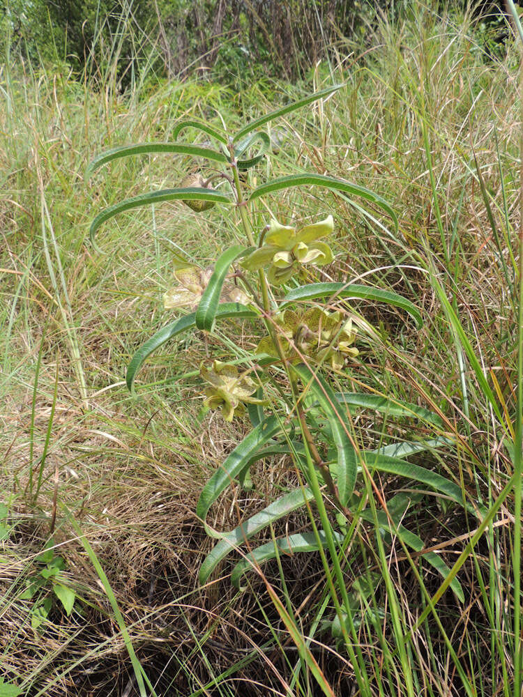 صورة Pachycarpus coronarius E. Mey.