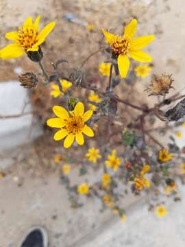 Image of Simsia amplexicaulis (Cav.) Pers.