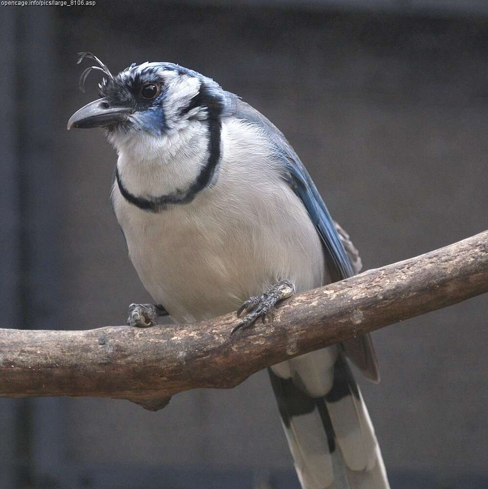 Image of Magpie-jay