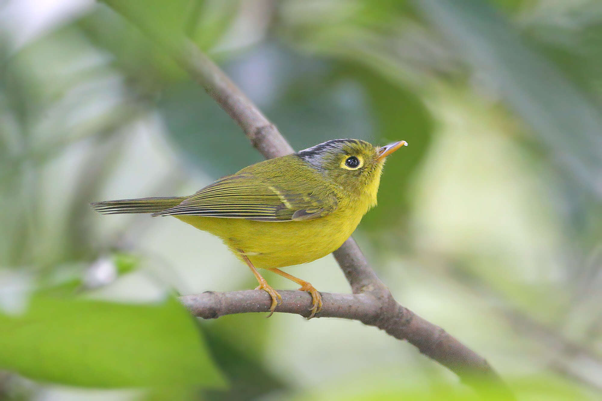 Image of White-spectacled Warbler