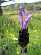 Image of Lavandula pedunculata (Mill.) Cav.