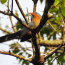 Image of Red-billed Malkoha