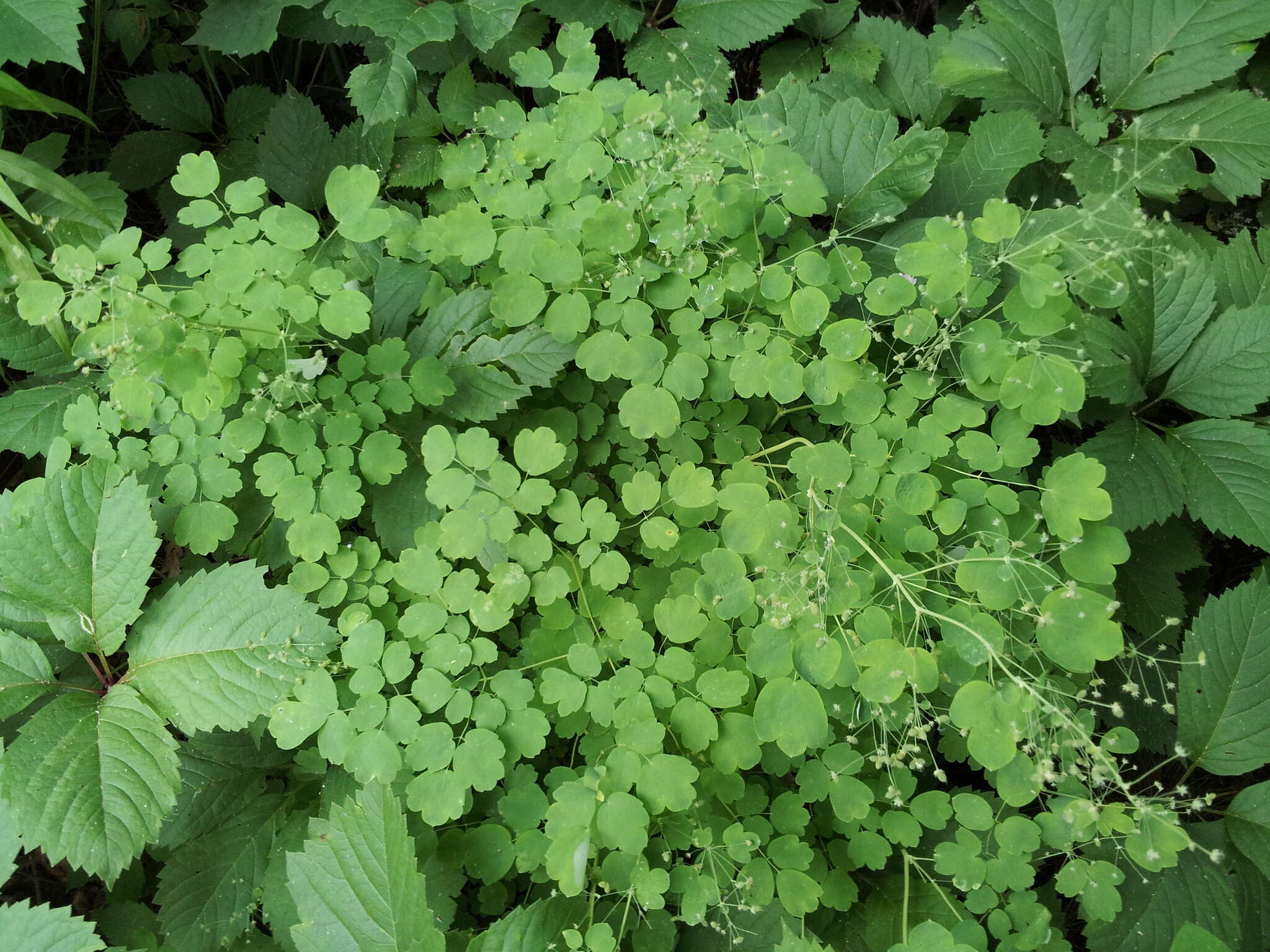 Sivun Thalictrum pubescens Pursh kuva