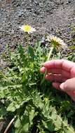 Image de Taraxacum albidum Dahlst.