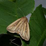 Слика од Leucania commoides Guenée 1852