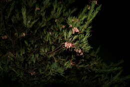 Image of Grevillea iaspicula Mc Gill.