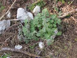 Image of horehound