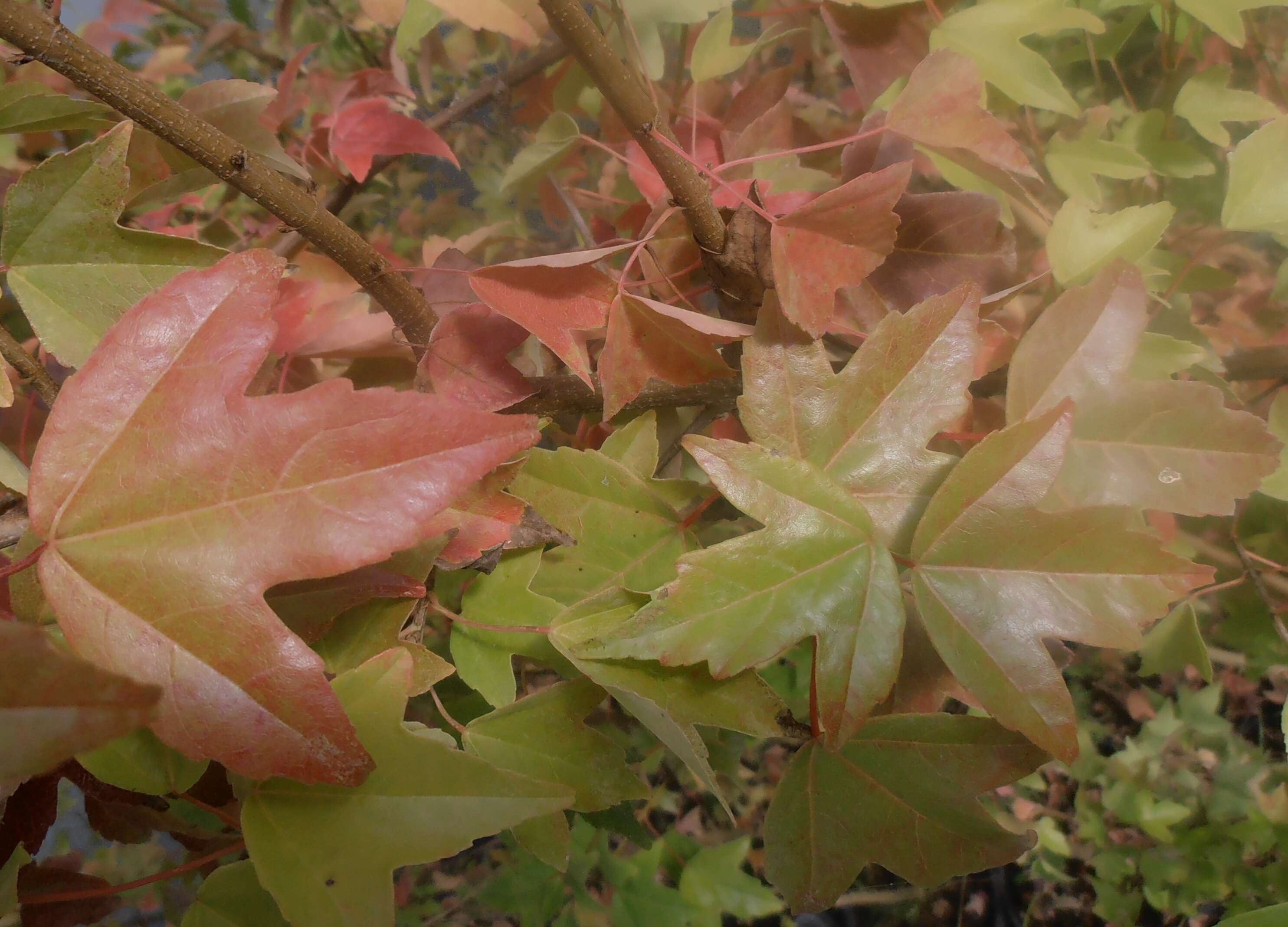 Image of three-toothed maple