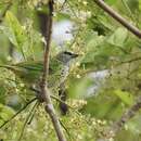 Image of Spotted Tanager
