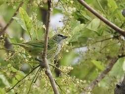 صورة Ixothraupis punctata (Linnaeus 1766)