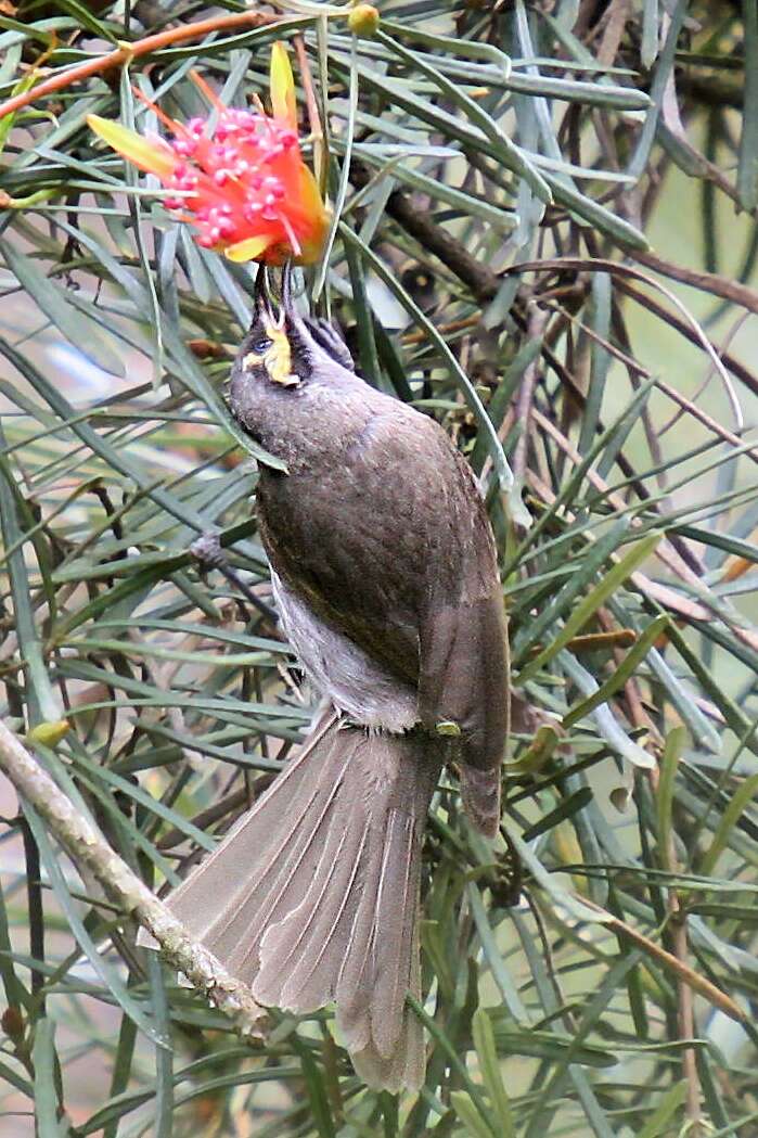 Image of Lambertia formosa Sm.