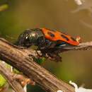 Image of Castiarina octomaculata (Saunders 1868)