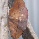 Image of Juniper-twig Geometer