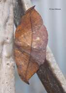 Image of Juniper-twig Geometer