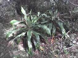 Image of large-leaved dragon tree