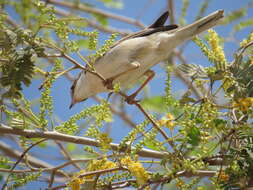 Image of Common Whitethroat