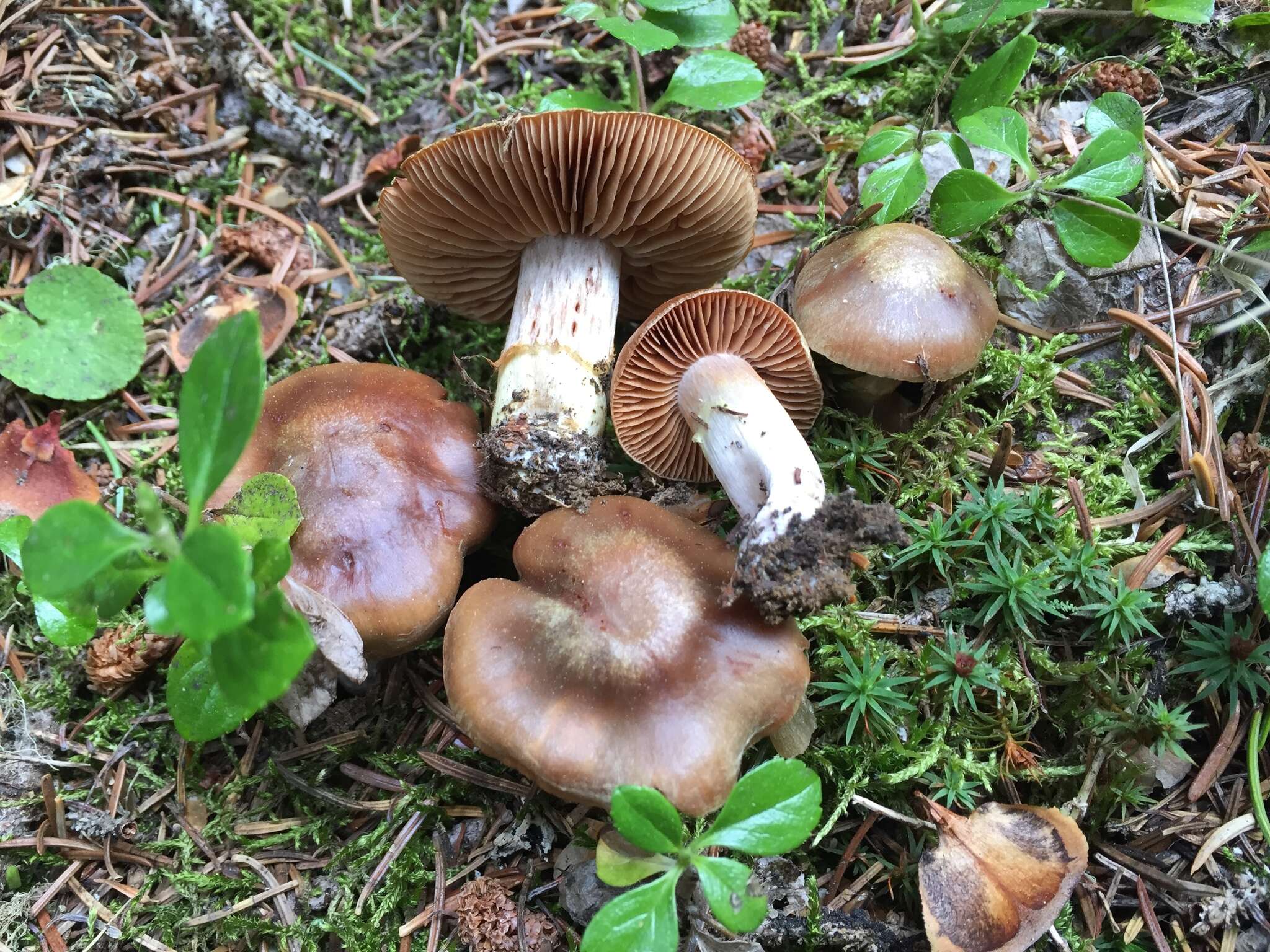 Image of Cortinarius ahsii McKnight 1975