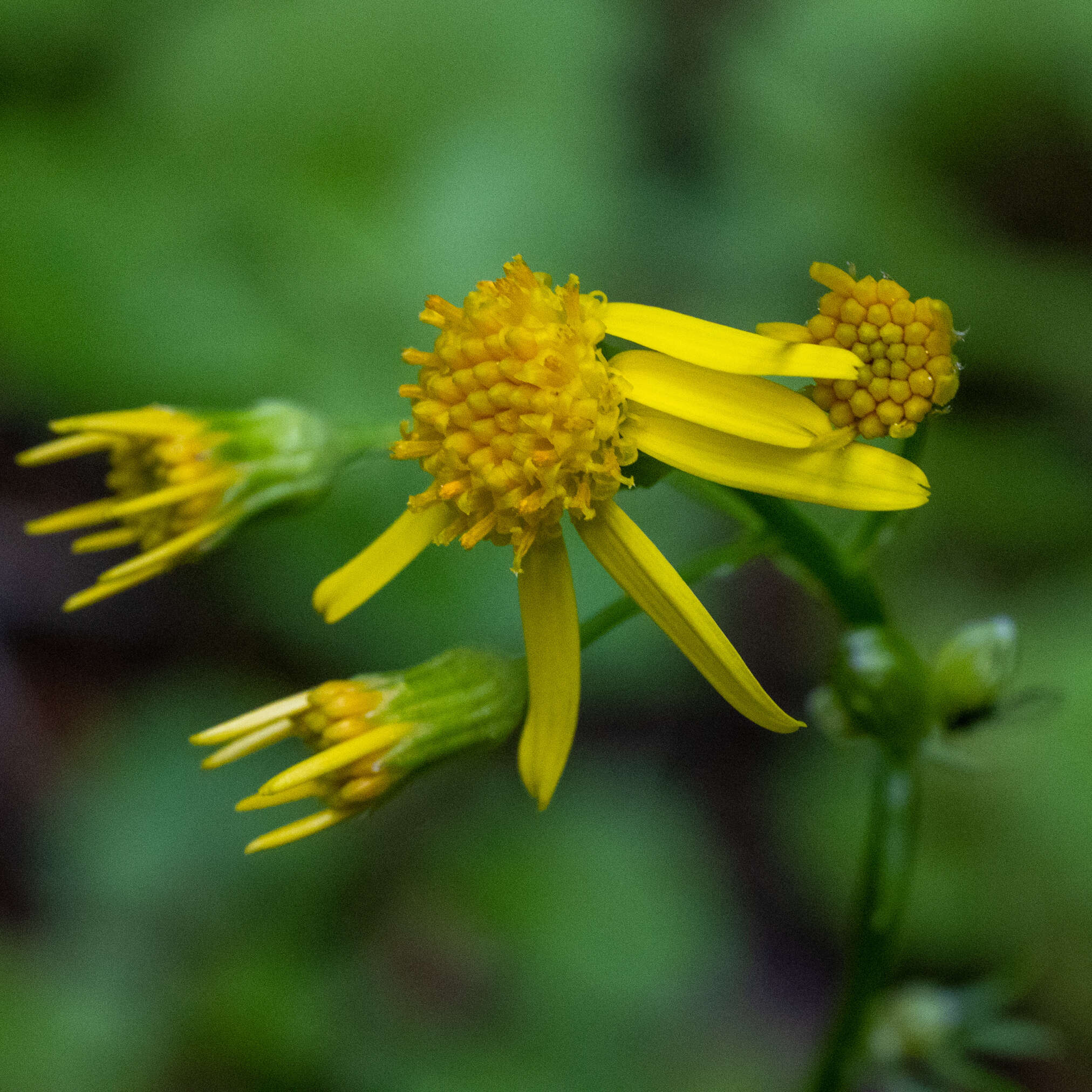 Image of Harford's ragwort