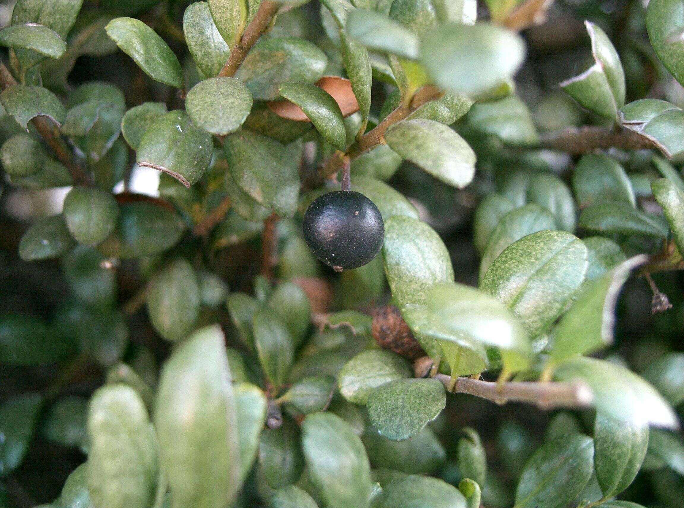 Image of Japanese holly