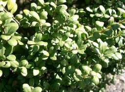 Image of Japanese holly