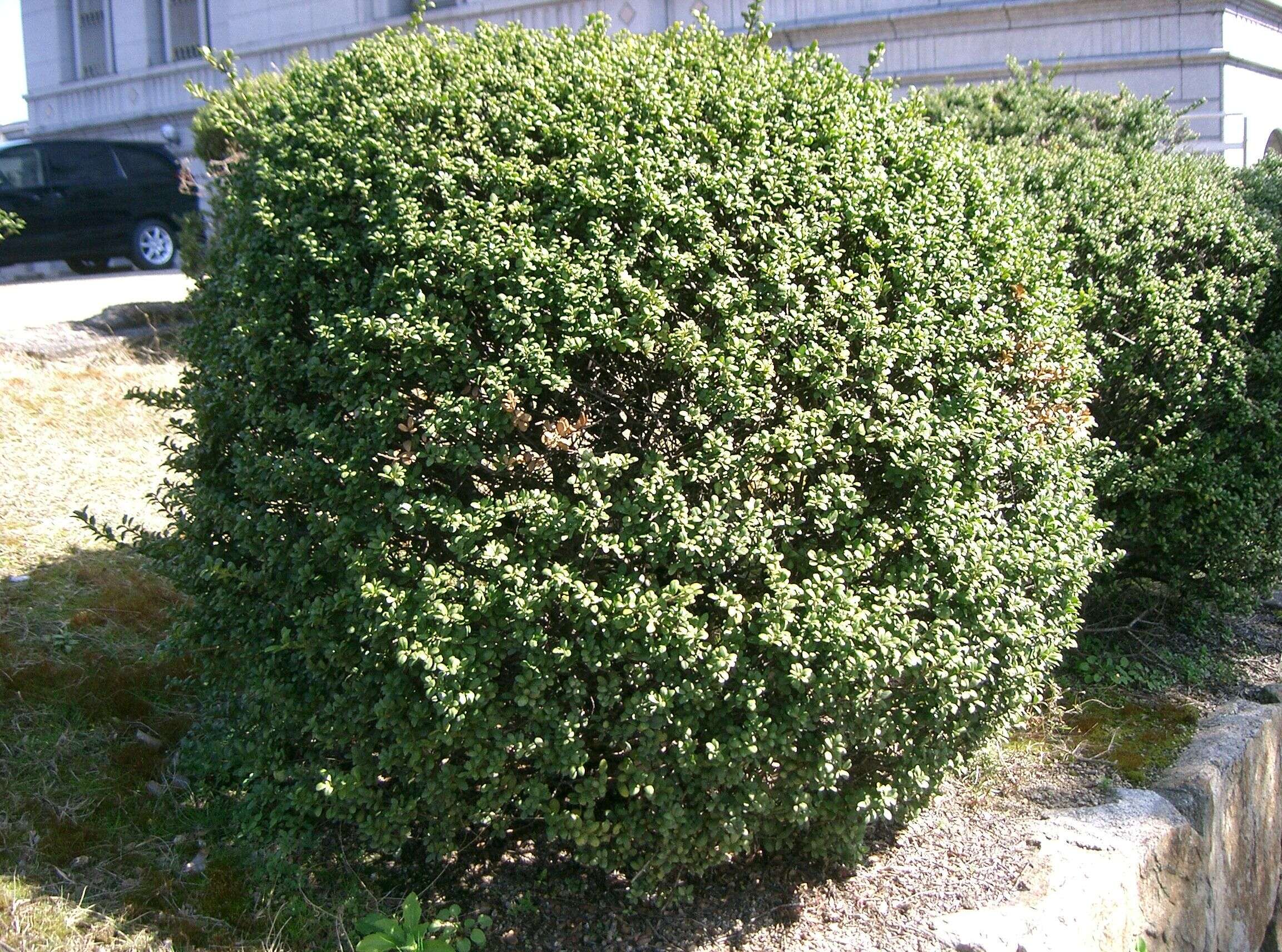 Image of Japanese holly