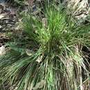صورة Carex brunnea Thunb.