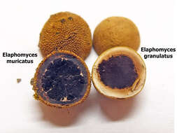 Imagem de Elaphomycetaceae