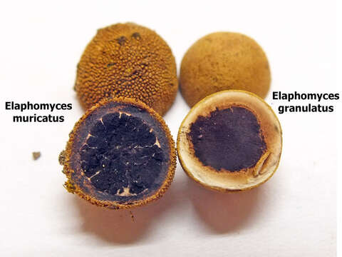 Imagem de Elaphomycetaceae