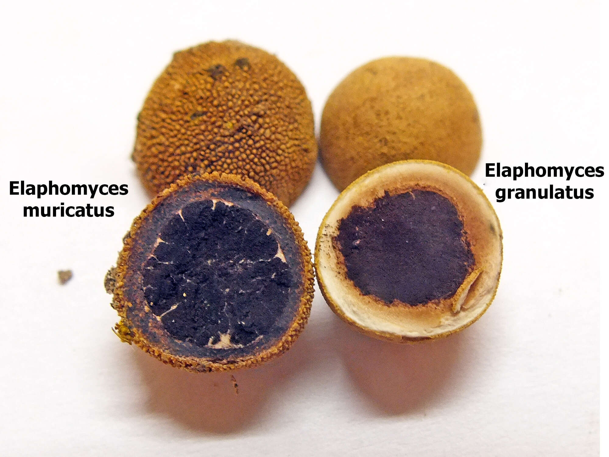 Image of Elaphomycetaceae