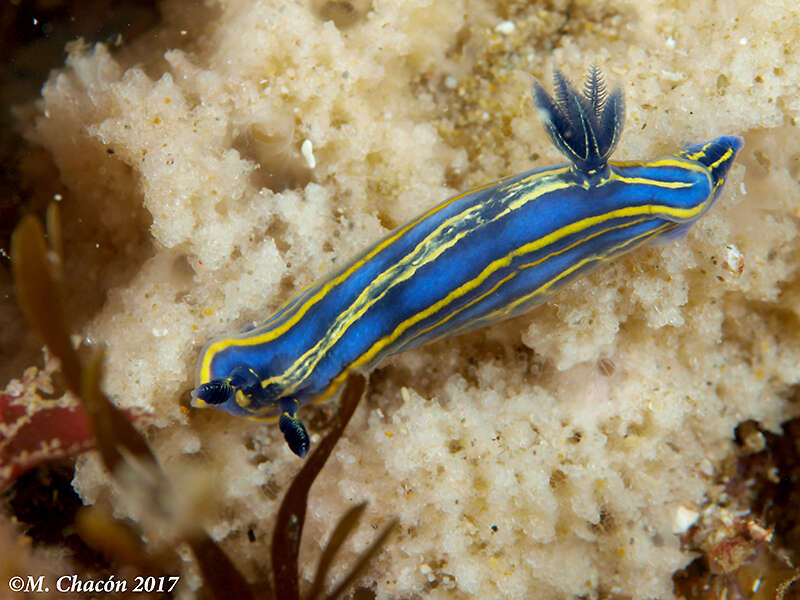 Image of double-lined sea slug