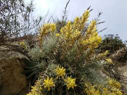 Image of whitefelt Indian paintbrush