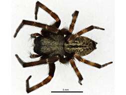 Image of Desid spider