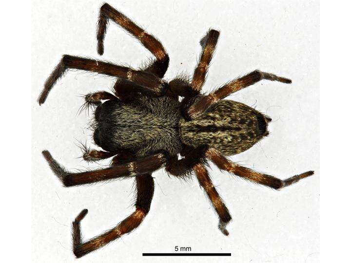 Image of Desid spider