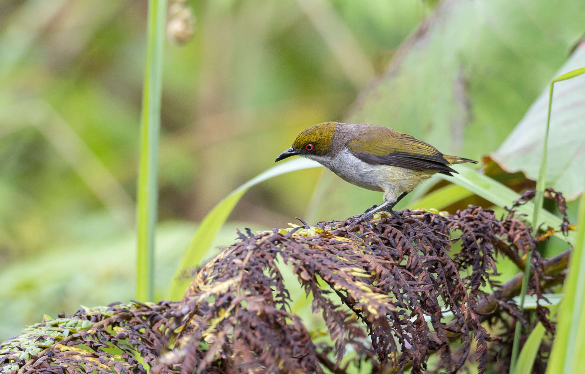 Image of Olive-capped Flowerpecker