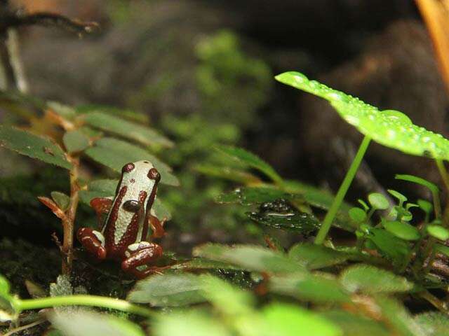 Plancia ëd Epipedobates tricolor (Boulenger 1899)