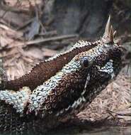 Image of Rhinoceros Viper