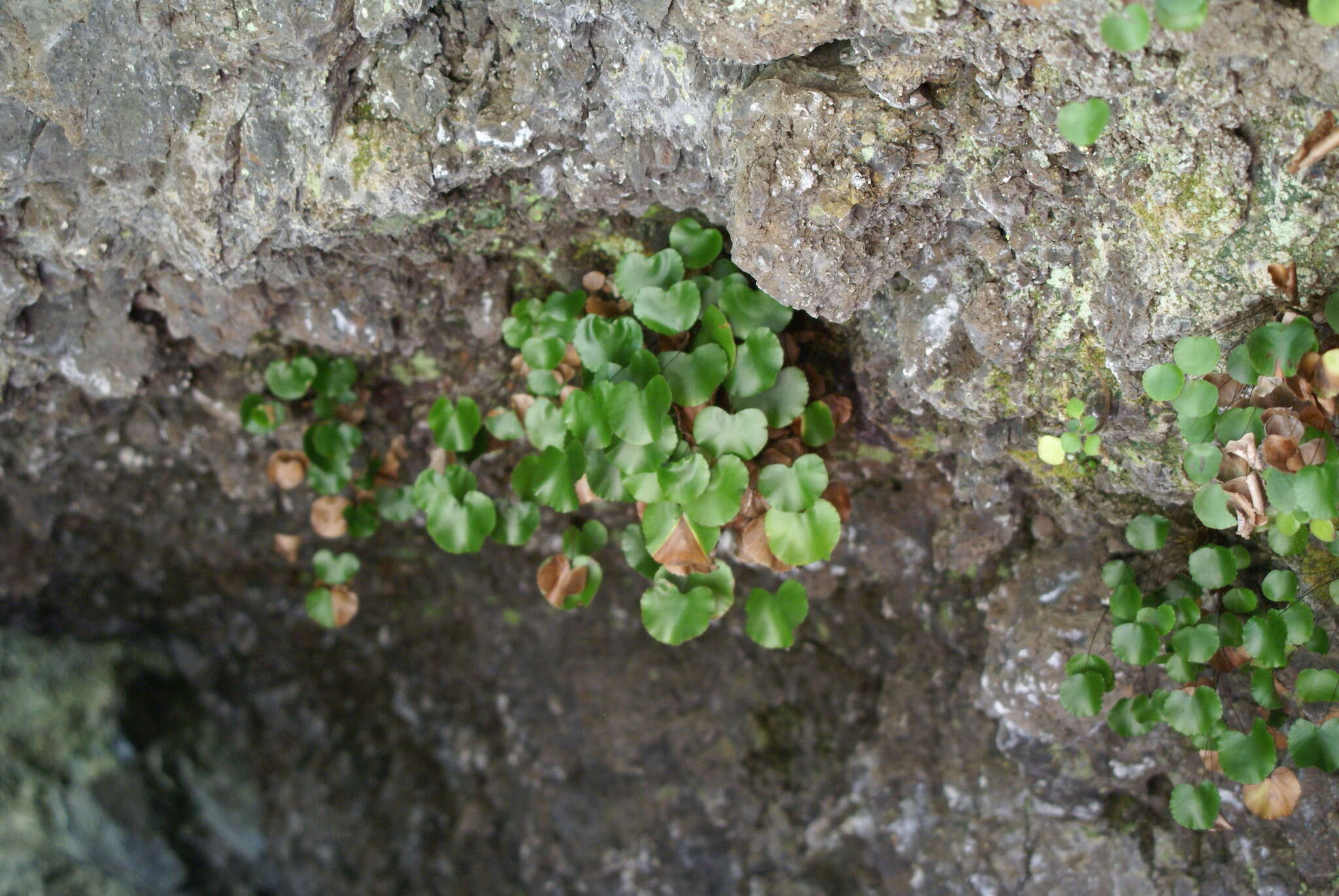 Adiantum reniforme subsp. reniforme的圖片