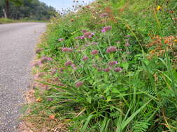 Image of wild basil