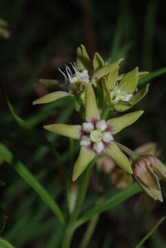 Image de Schizoglossum garcianum Schltr.