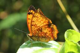 Charaxes kahruba resmi