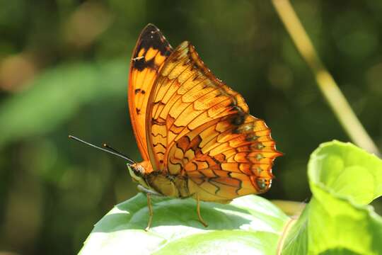 Image of Variegated Rajah