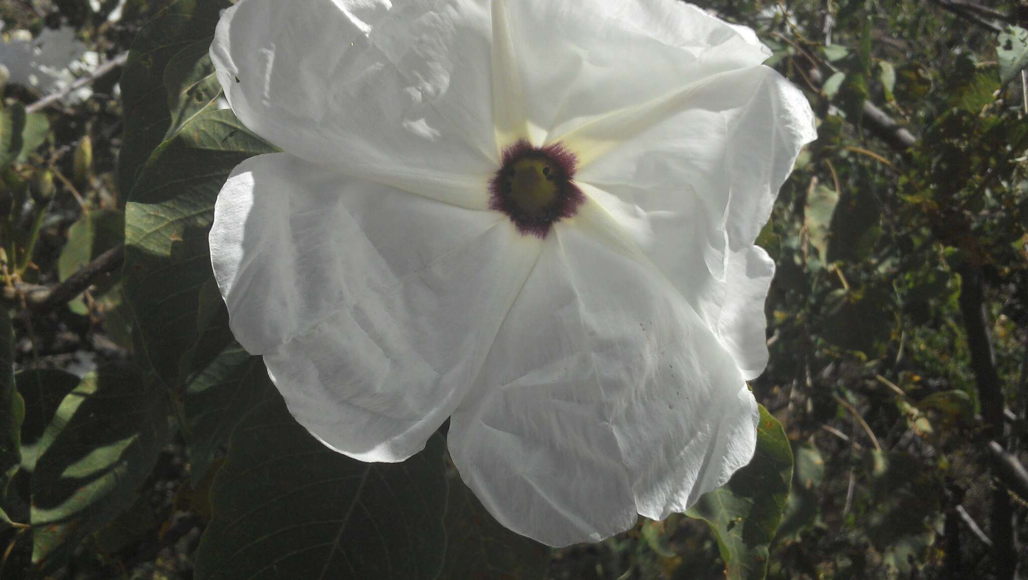 Plancia ëd Ipomoea pauciflora Mart. & Gal.